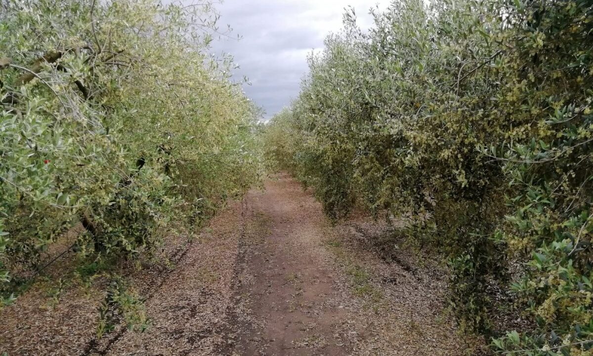 CASA DE CAMPO EN ENTORNO PRIVILEGIADO CON PLANTACION DE OLIVO ARBEQUINO._4