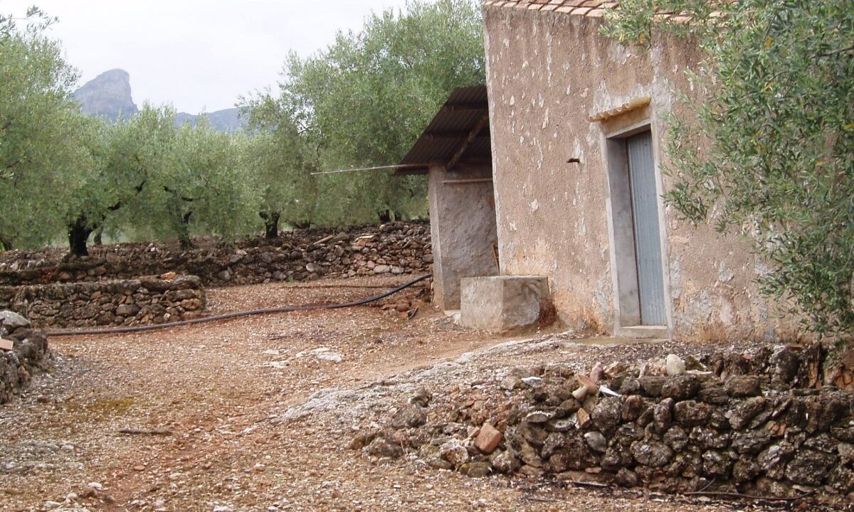 ESPLENDIDA FINCA DE REGADIO EN EL PERELLO._1