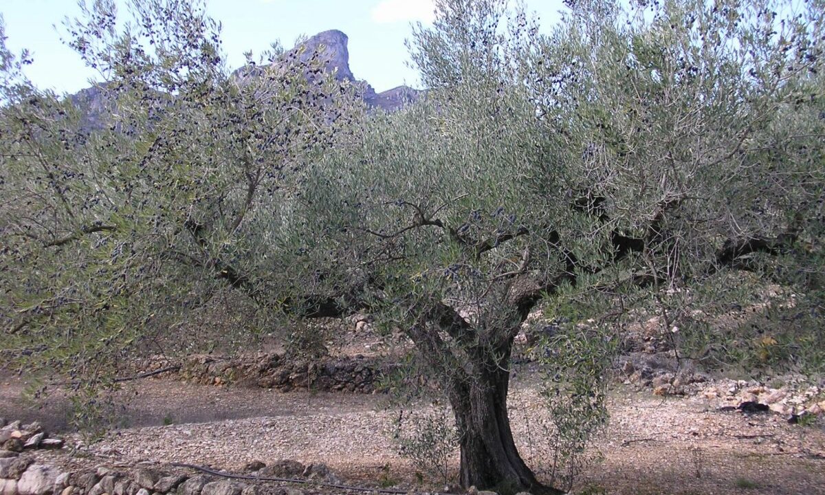 ESPLENDIDA FINCA DE REGADIO EN EL PERELLO._5