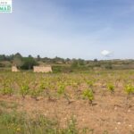 En Venta Finca Rústica en Vilabella de 20 Ha. de viñedos emparrados._1