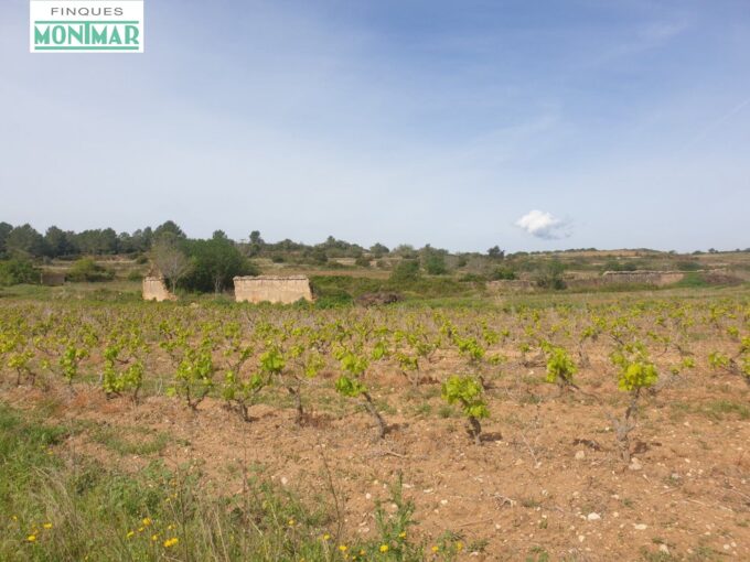 En Venta Finca Rústica en Vilabella de 20 Ha. de viñedos emparrados._1