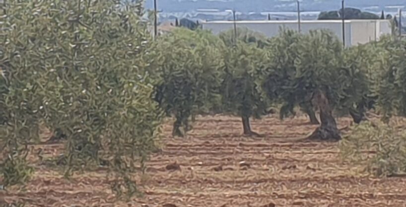 En venta Finca Rústica en Sant Jaume dels Domenys._1