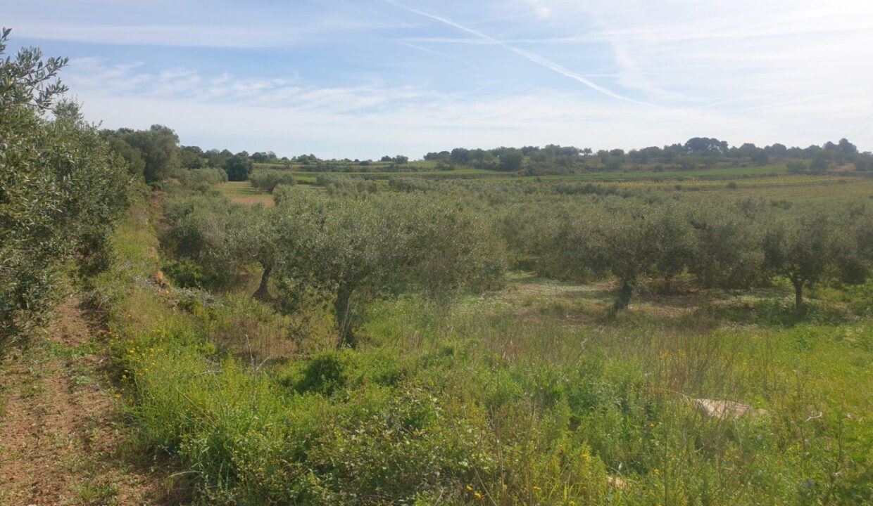 En venta Finca Rústica en Secuita de 5