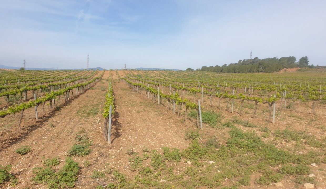 En venta Fincas Rústica en Renau plantada de viñedos_1