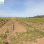 En venta Fincas Rústica en Renau plantada de viñedos_1