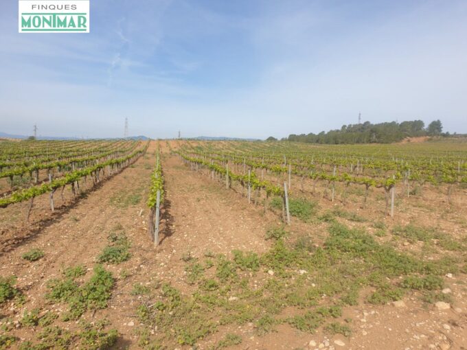 En venta Fincas Rústica en Renau plantada de viñedos_1