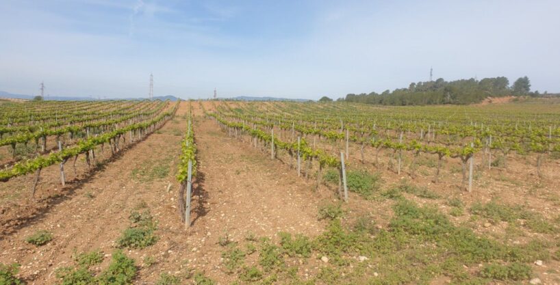 En venta Fincas Rústica en Renau plantada de viñedos_1