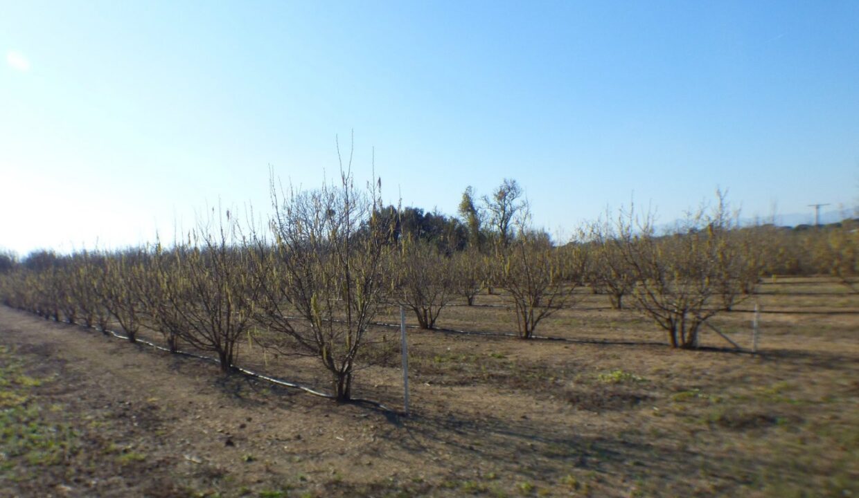 FINCA AGRÍCOLA MUY BIEN SITUADA EN LA PARTIDA BURGÀ DE RIUDOMS_2