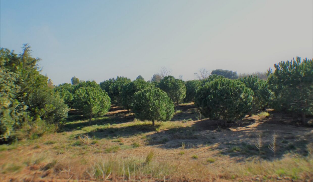 FINCA AGRÍCOLA MUY BIEN SITUADA EN LA PARTIDA BURGÀ DE RIUDOMS_1