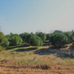 FINCA AGRÍCOLA MUY BIEN SITUADA EN LA PARTIDA BURGÀ DE RIUDOMS_1