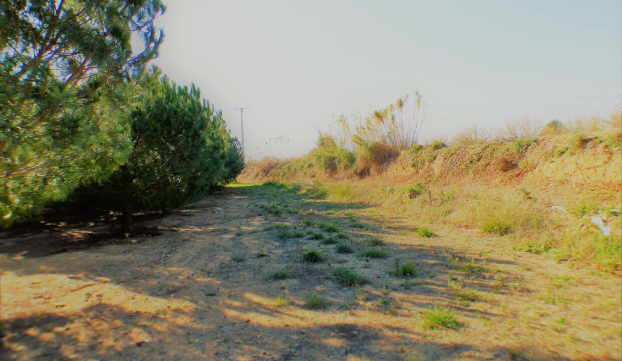 FINCA AGRÍCOLA MUY BIEN SITUADA EN LA PARTIDA BURGÀ DE RIUDOMS_4