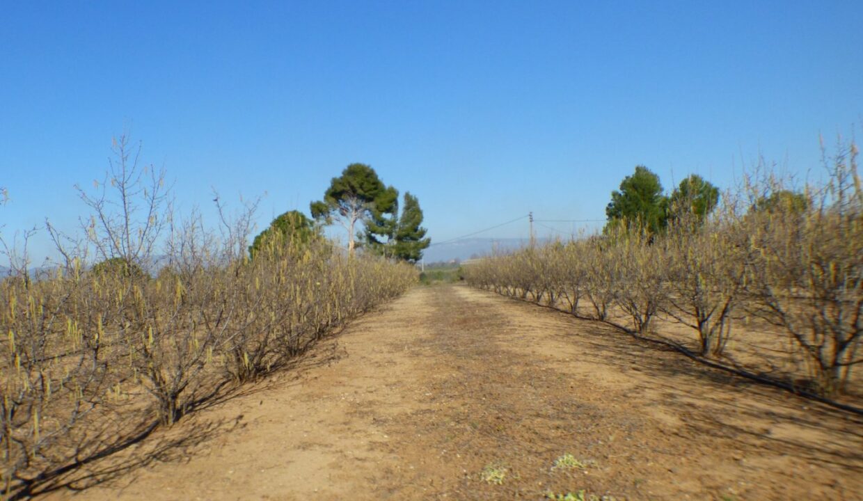 FINCA AGRÍCOLA MUY BIEN SITUADA EN LA PARTIDA BURGÀ DE RIUDOMS_5