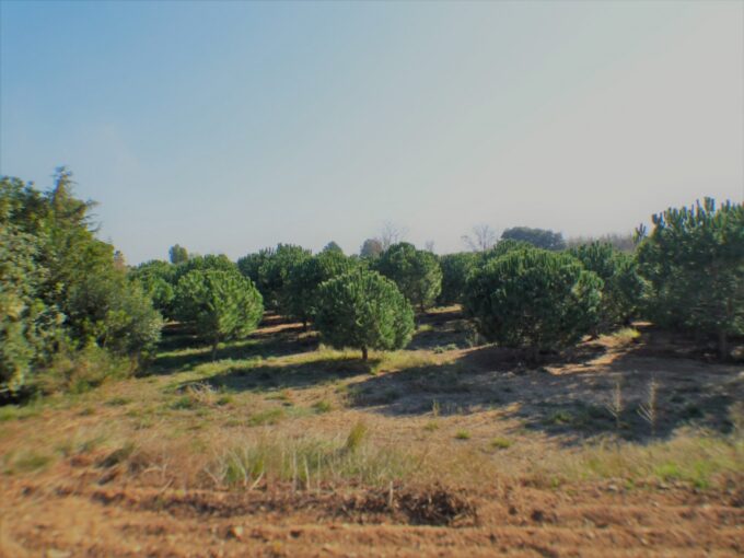 FINCA AGRÍCOLA MUY BIEN SITUADA EN LA PARTIDA BURGÀ DE RIUDOMS_1