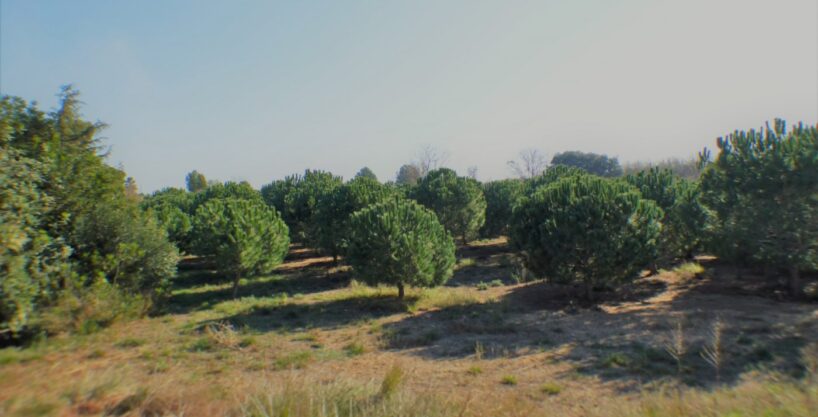 FINCA AGRÍCOLA MUY BIEN SITUADA EN LA PARTIDA BURGÀ DE RIUDOMS_1