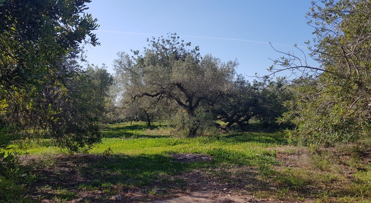 FINCA DE 3 HECTAREAS CON ALMACEN DE 24 M2