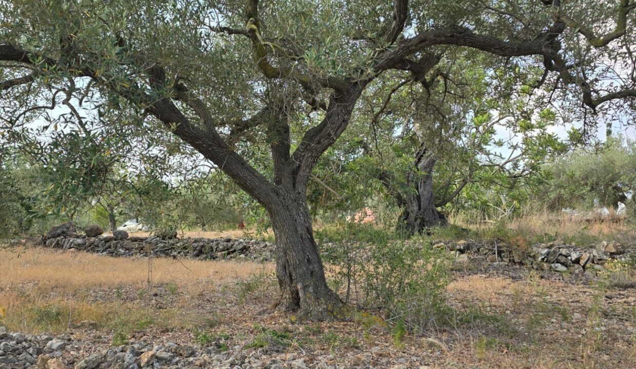 FINCA DE 3 HECTAREAS CON ALMACEN DE 24 M2