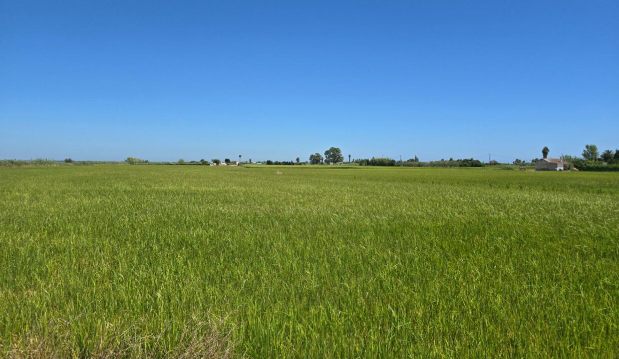 FINCA DE ARROZ EN ENCANYISSADA_2