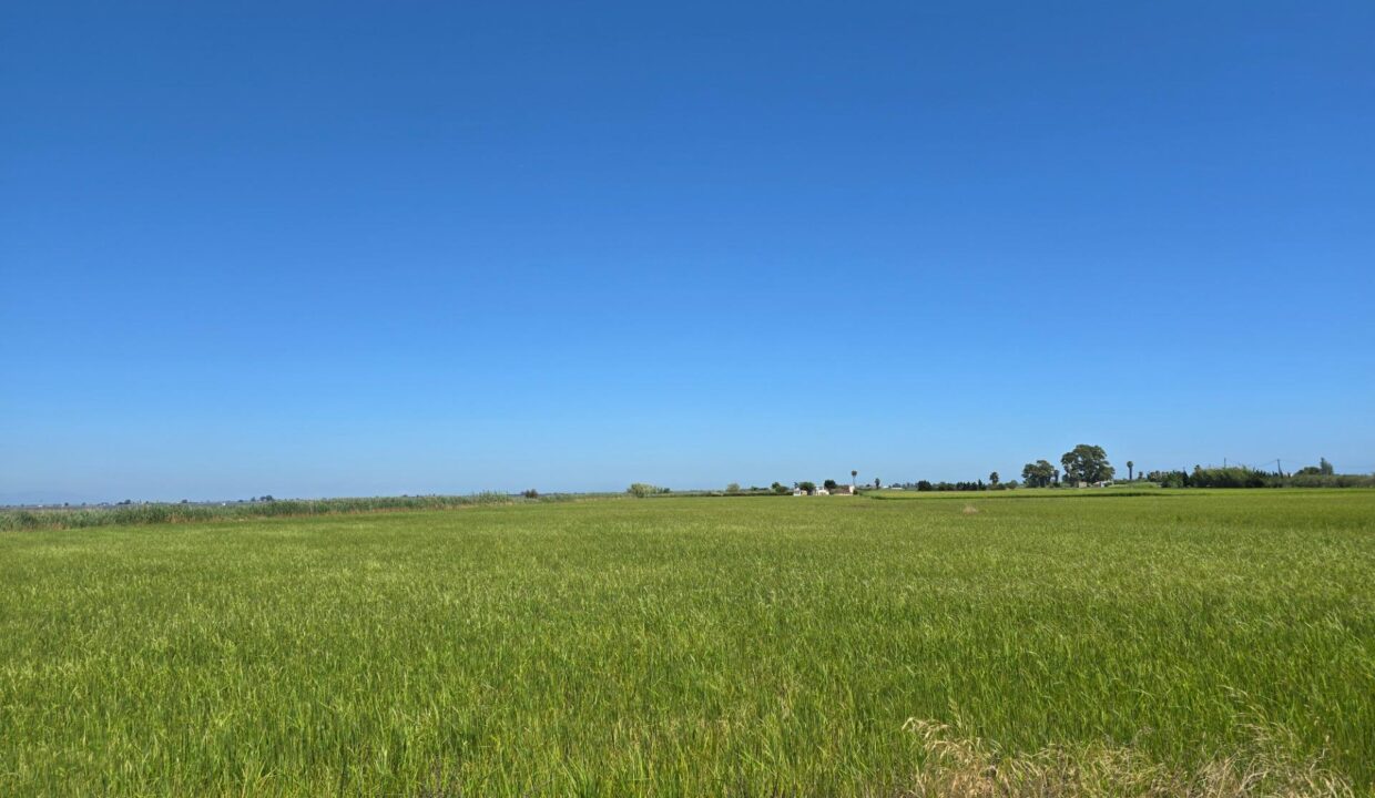 FINCA DE ARROZ EN ENCANYISSADA_1