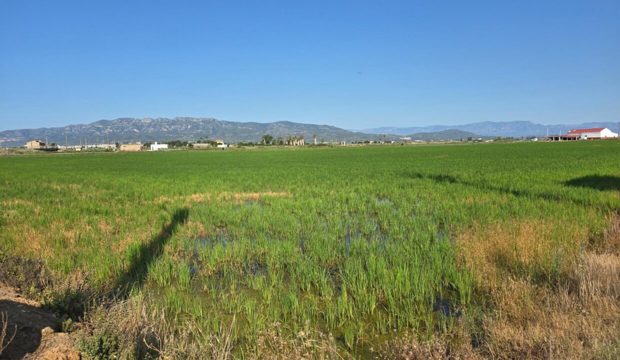 FINCA DE ARROZ EN L'ENCANYISSADA_2