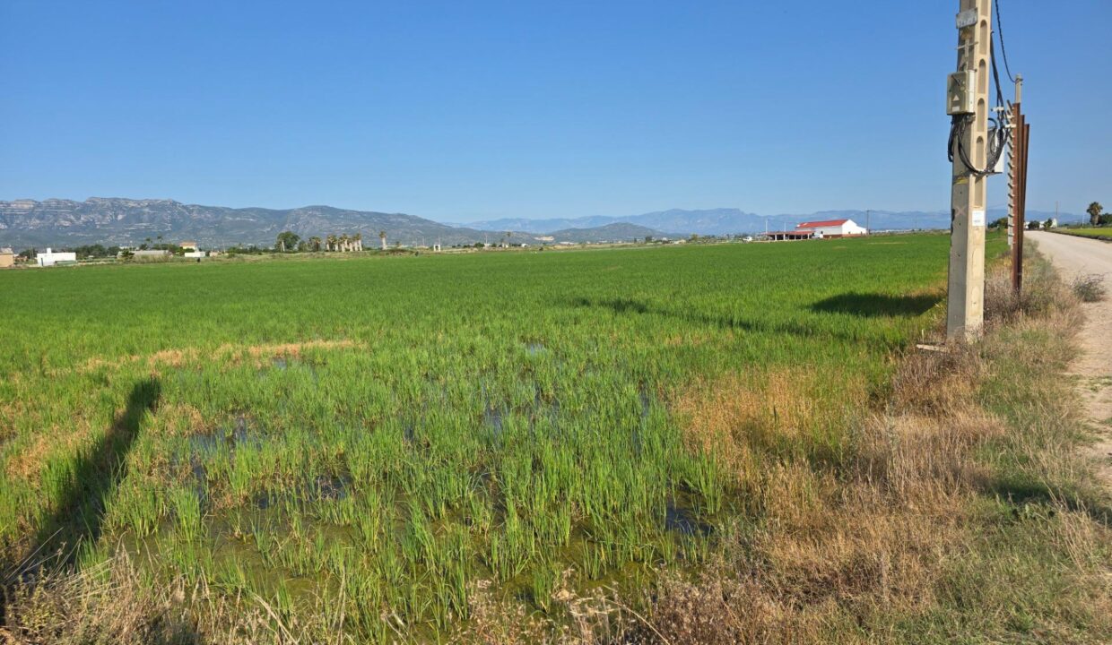 FINCA DE ARROZ EN L'ENCANYISSADA_3