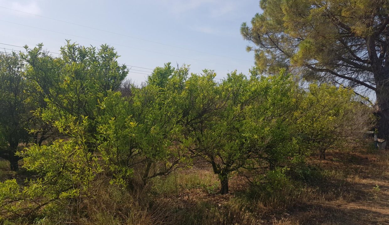 FINCA EN LA GALERA CON AGUA Y CASA DE  15m2_3