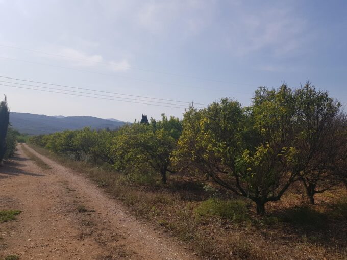 FINCA EN LA GALERA CON AGUA Y CASA DE  15m2_1