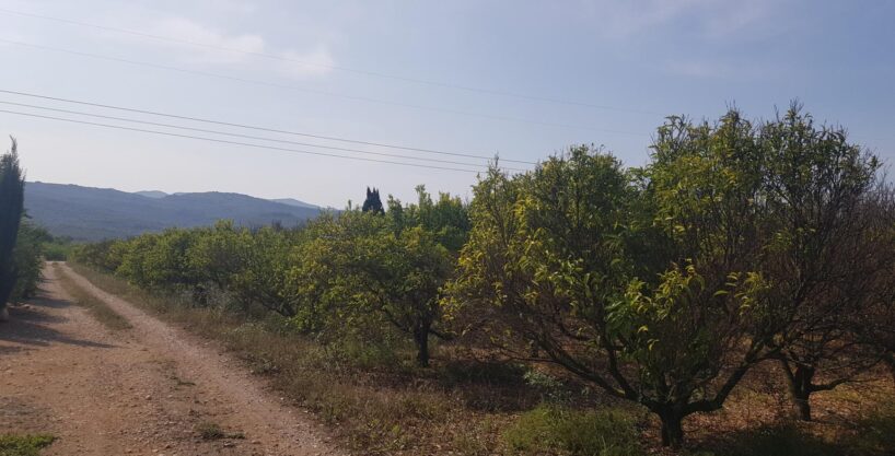 FINCA EN LA GALERA CON AGUA Y CASA DE  15m2_1