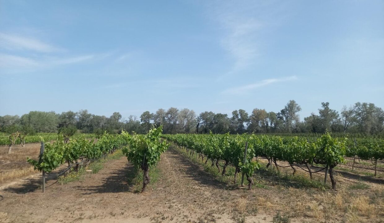 FINCA RUSTICA EN GINESTAR A ORILLAS DEL RIO EBRO_5