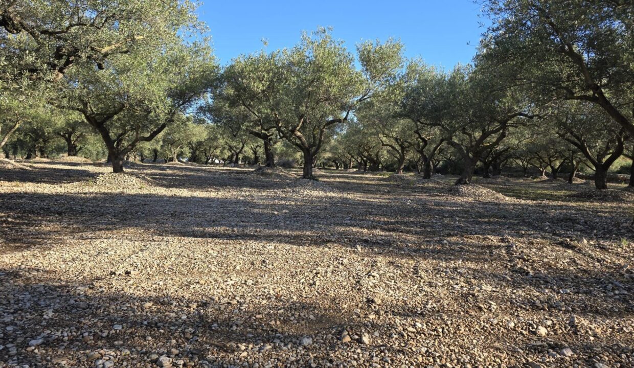 FINCA RÚSTICA EN LA RÀPITA_4