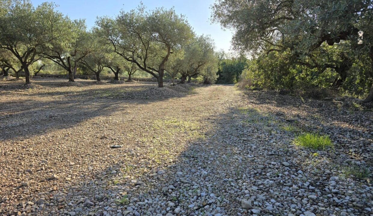 FINCA RÚSTICA EN LA RÀPITA_5