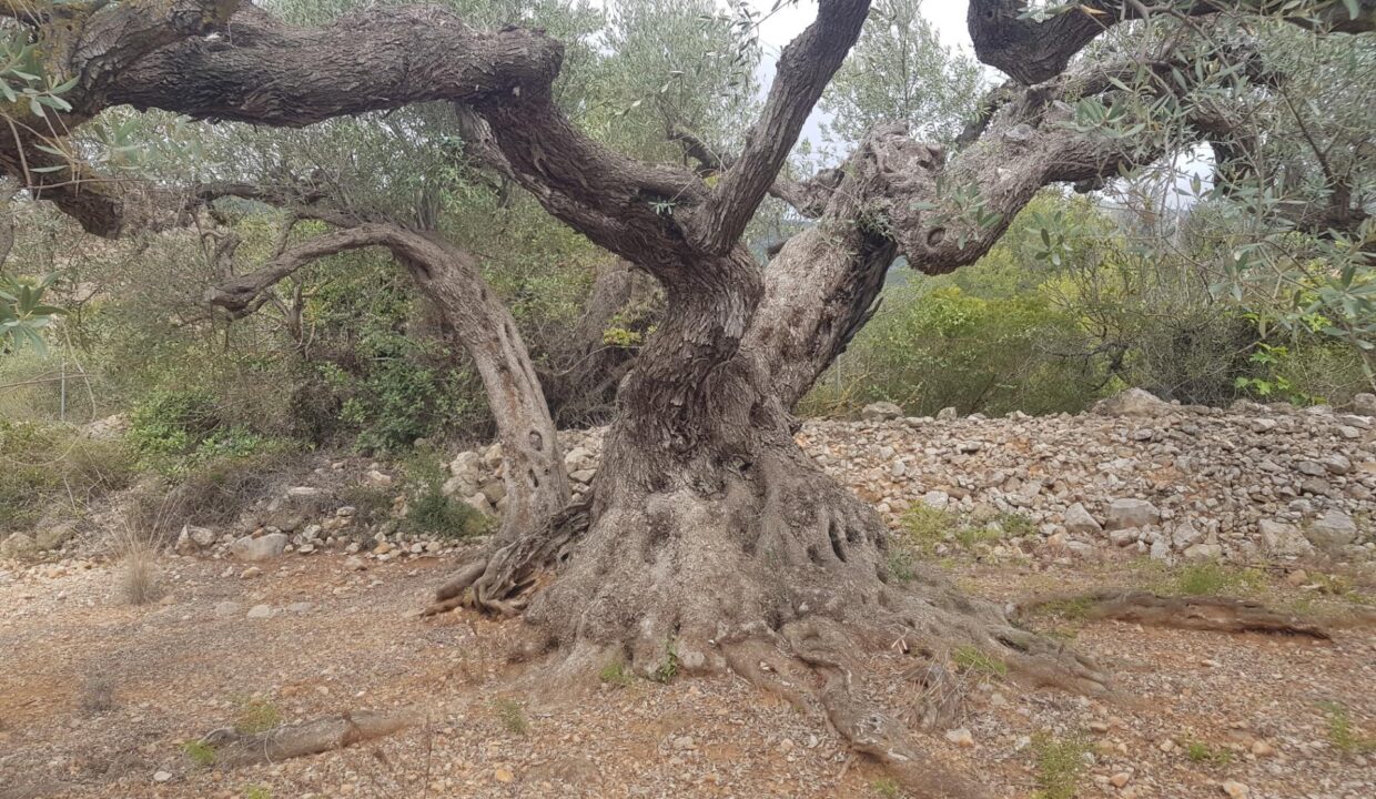 FINCA RÚSTICA de 5 HECTAREAS_5