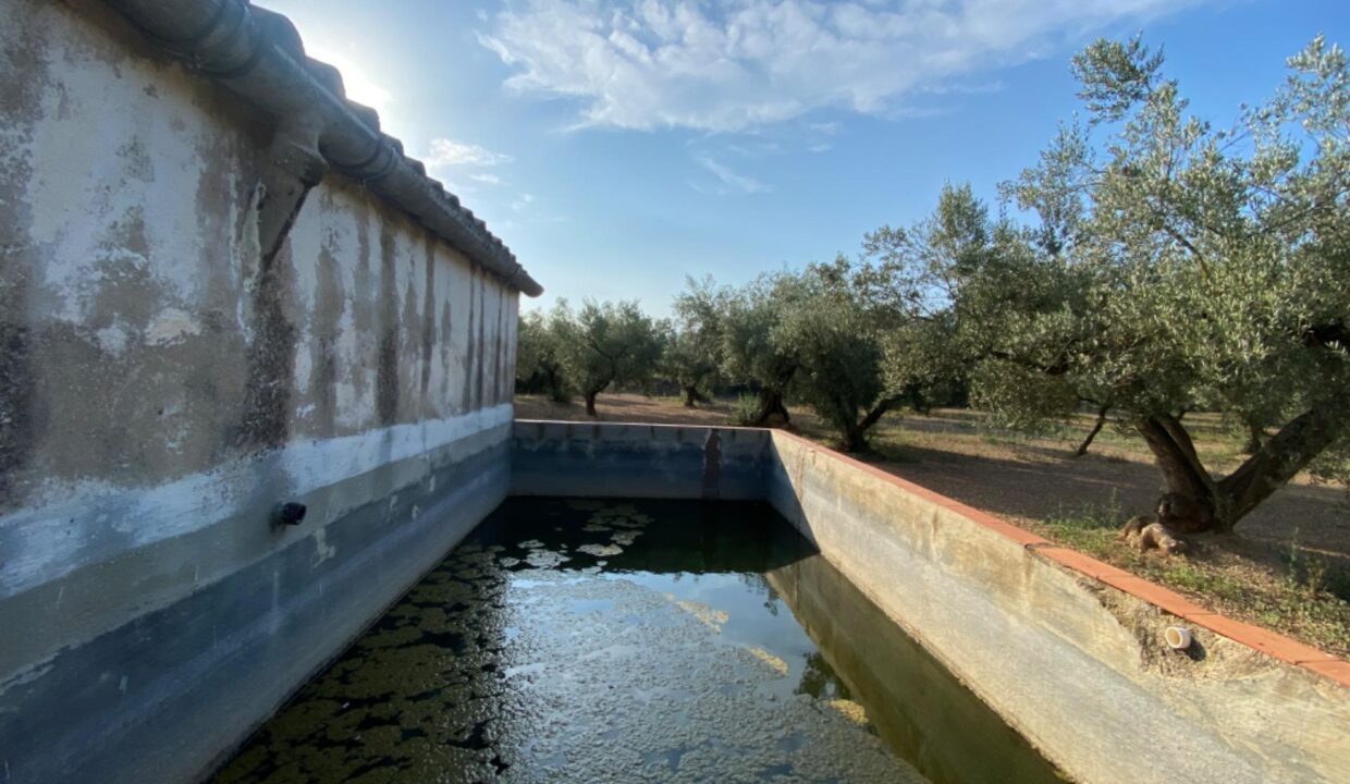 Fantástica finca con casa en la Miliana_4