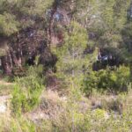 Finca Rustica en Sant Llatzer de 1400m2 de parcela_1