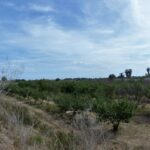 Finca de 47366 m2 en venta en Riudoms_1