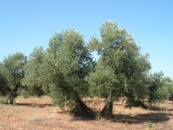 Finca rústica de 20 jornales con olivares en plena producción._1