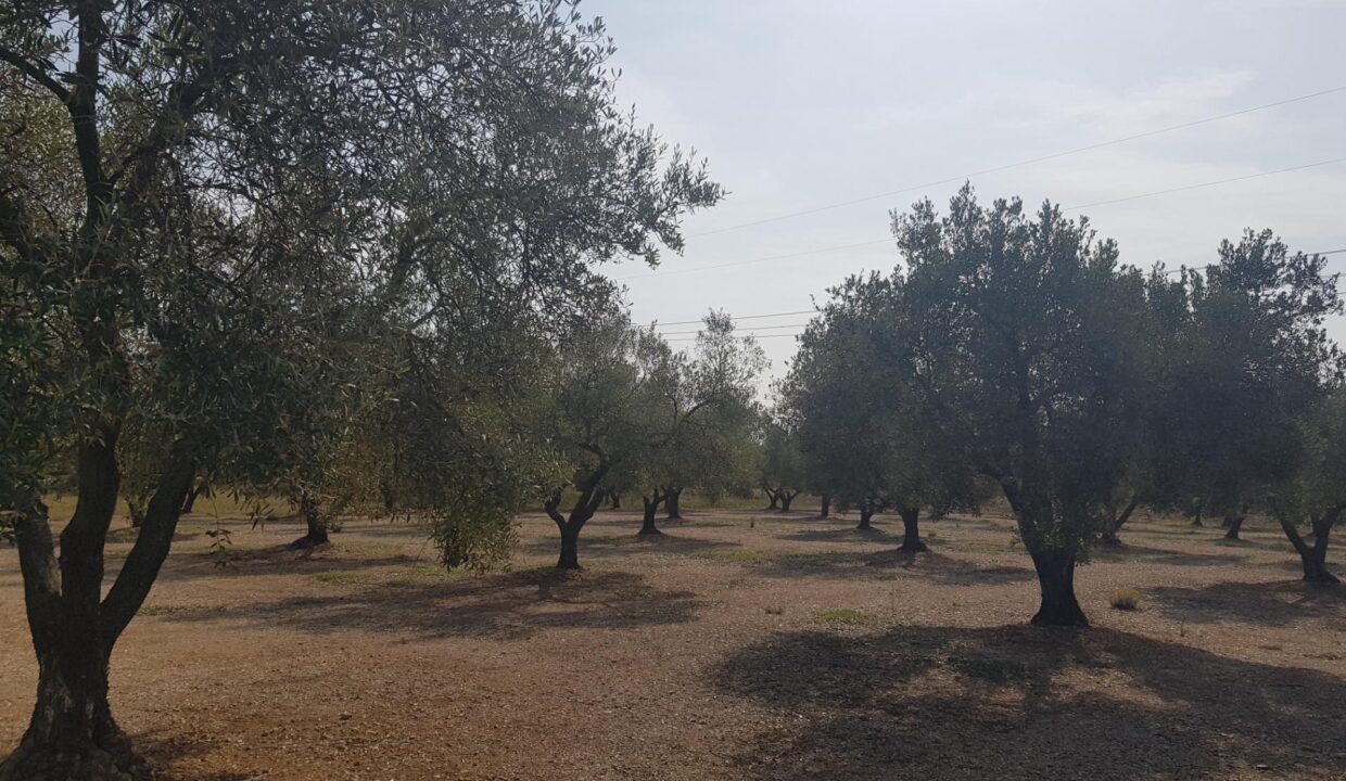 LA GALERA FINCA CON AGUA Y CASA 15m2 AMPLIABLES A 40 m2_1