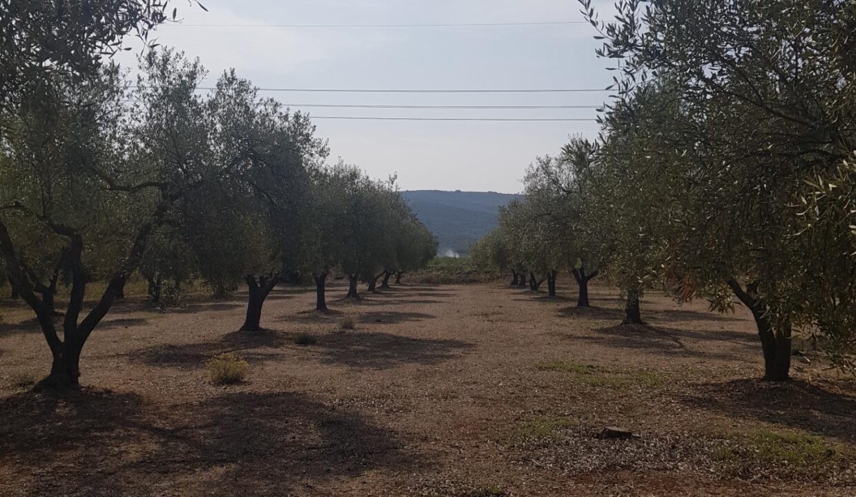 LA GALERA FINCA CON AGUA Y CASA 15m2 AMPLIABLES A 40 m2_3