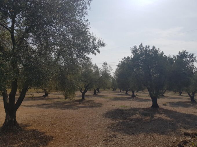 LA GALERA FINCA CON AGUA Y CASA 15m2 AMPLIABLES A 40 m2_1