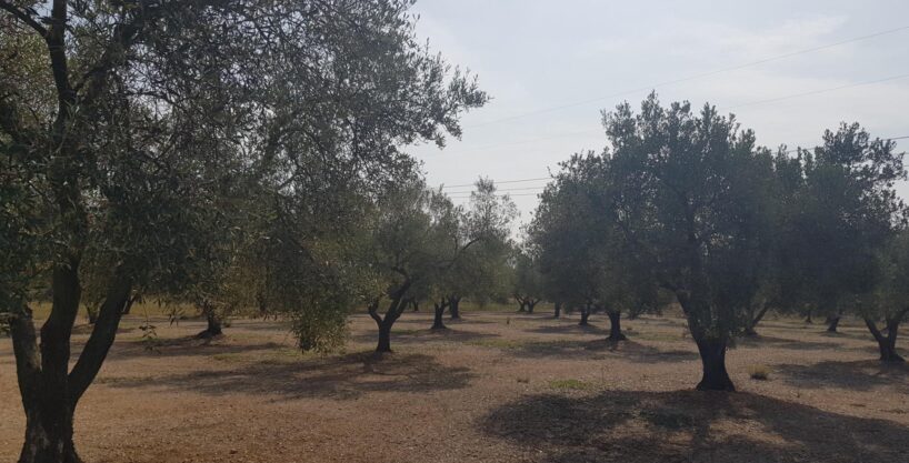 LA GALERA FINCA CON AGUA Y CASA 15m2 AMPLIABLES A 40 m2_1