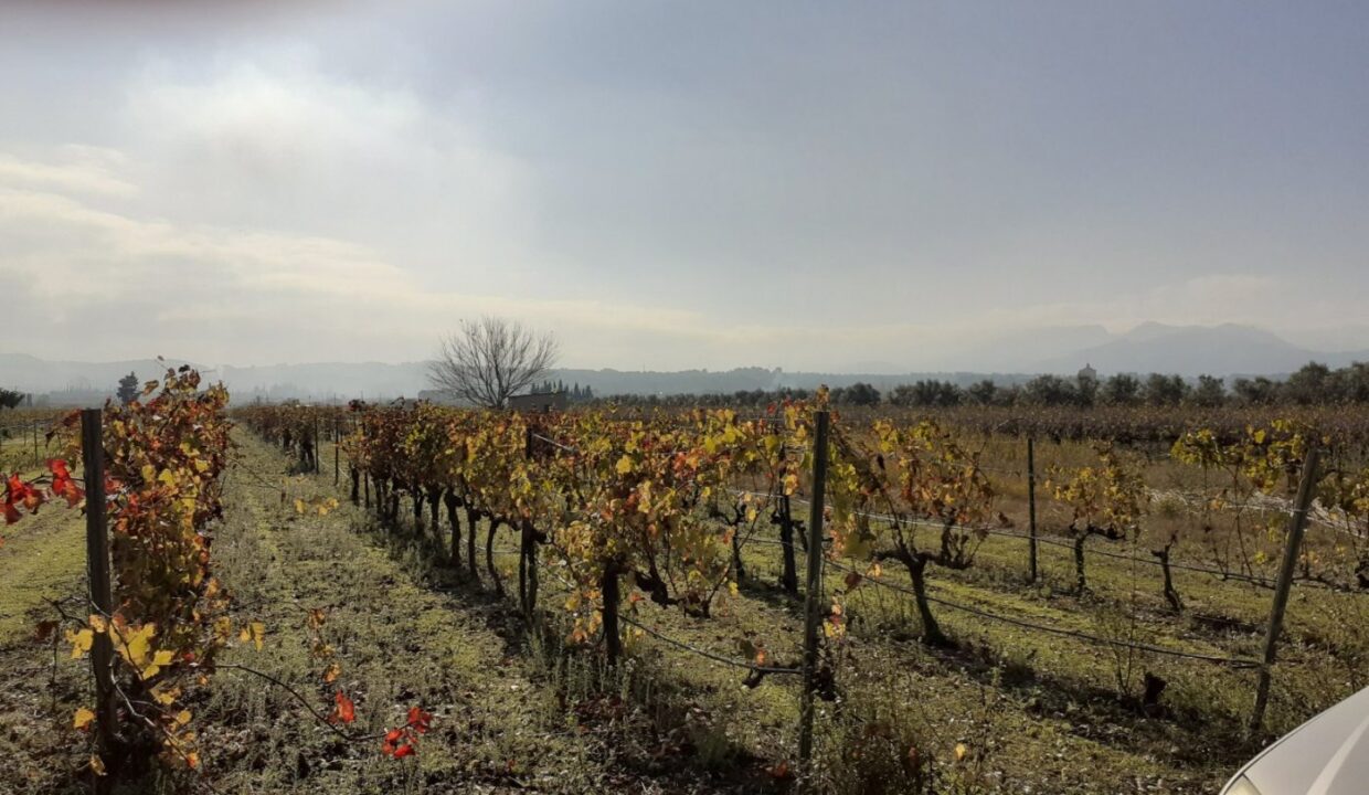 MAGNIFICA FINCA DE REGADIO EN GINESTAR AL LADO DE LA C-12_2