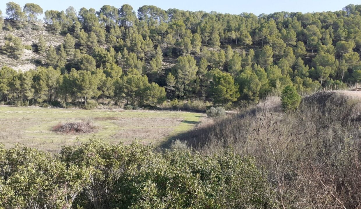 MAGNIFICA FINCA DE REGADIO EN GINESTAR AL LADO DE LA C-12_4