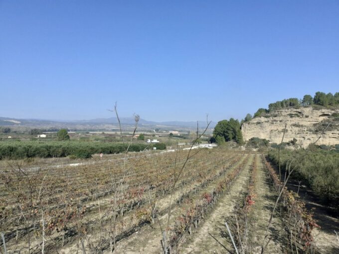 MAGNIFICA FINCA DE REGADIO EN GINESTAR AL LADO DE LA C-12_1