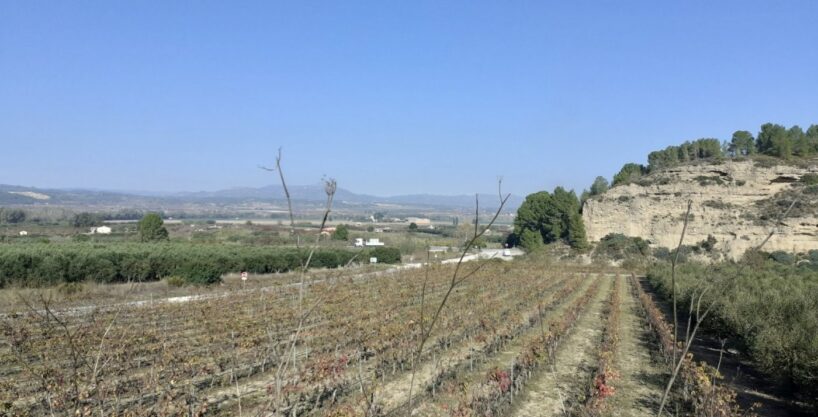 MAGNIFICA FINCA DE REGADIO EN GINESTAR AL LADO DE LA C-12_1