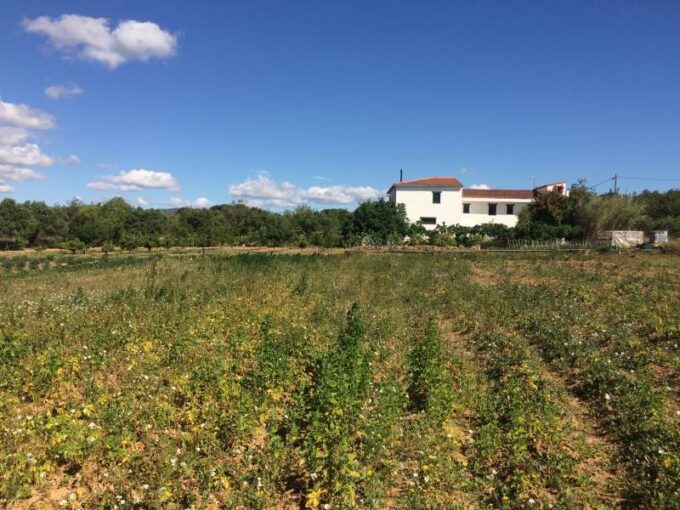 MASIA DEL 1960 CON 39000M2 DE TERRENO AGRICOLA AL LADO DEL MAR DE SANT SALVADOR_1