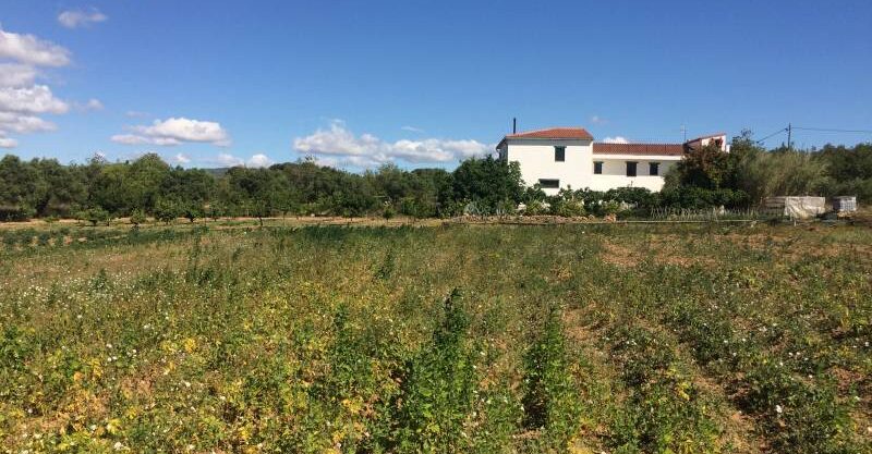 MASIA DEL 1960 CON 39000M2 DE TERRENO AGRICOLA AL LADO DEL MAR DE SANT SALVADOR_1