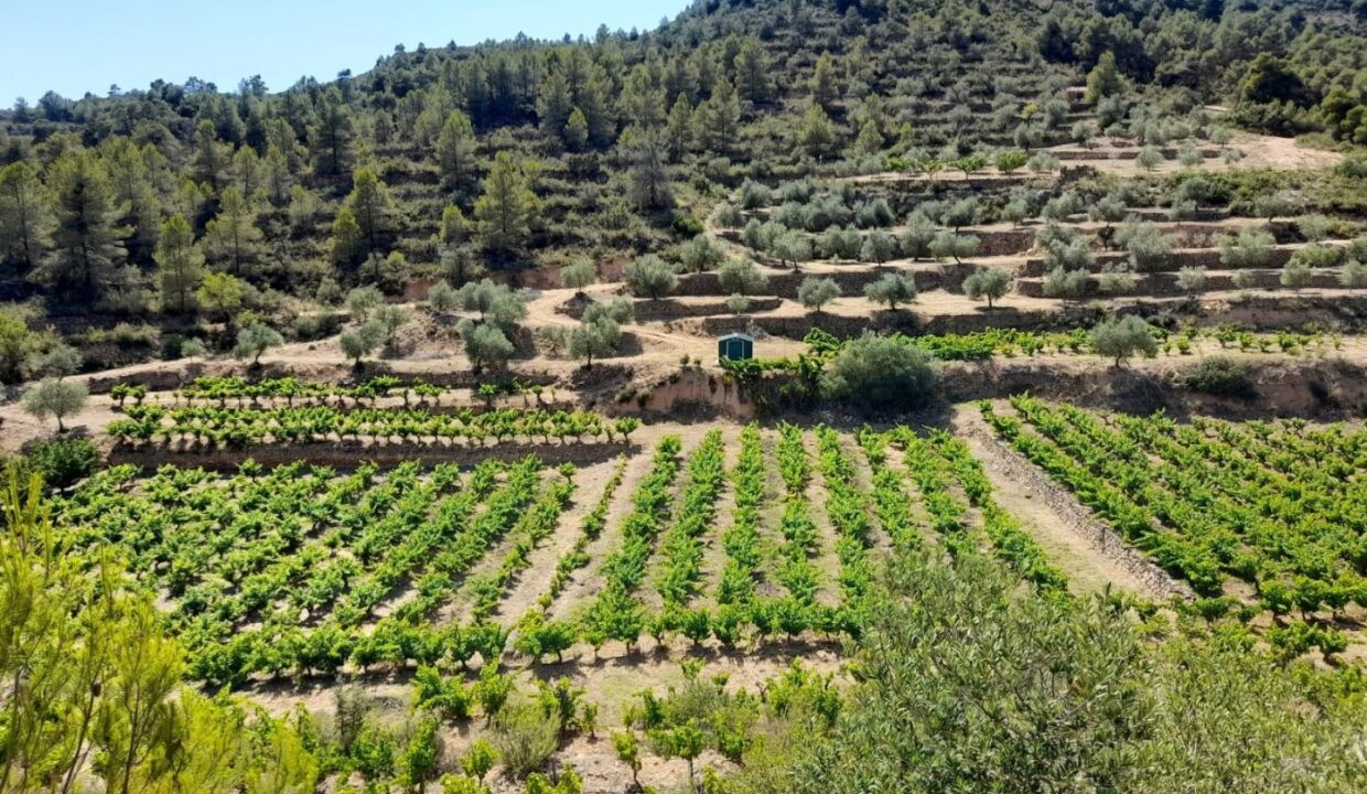 OCASION FINCA DE REGADIO EN ENTORNO NATURAL EN LA PALM A D´EBRE_1