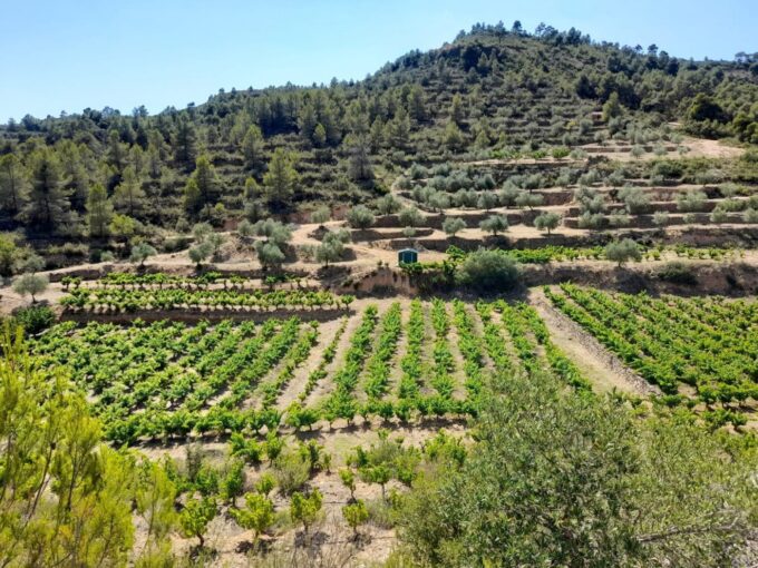 OCASION FINCA DE REGADIO EN ENTORNO NATURAL EN LA PALM A D´EBRE_1