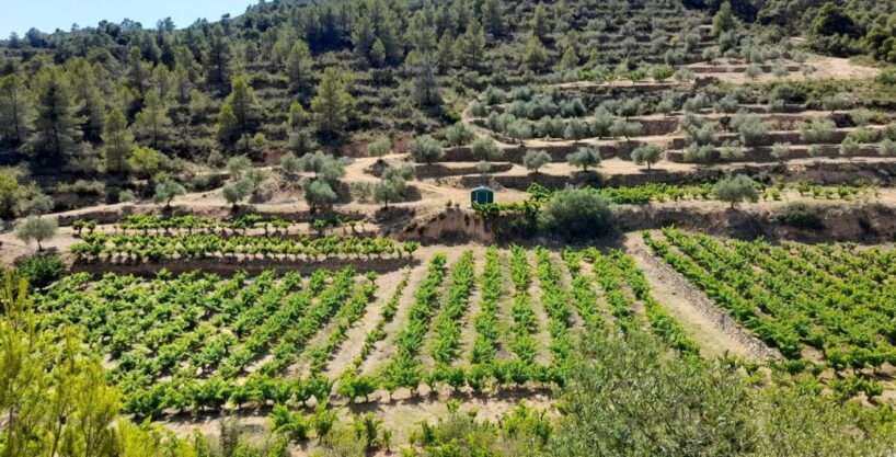 OCASION FINCA DE REGADIO EN ENTORNO NATURAL EN LA PALM A D´EBRE_1