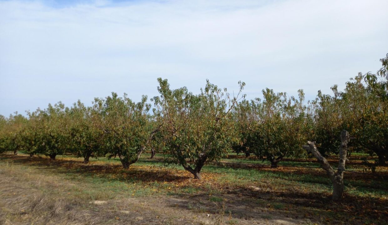 OCASION FINCA RUSTICA DE REGADIO EN BENISSANET A ORILLAS DEL EBRO_3