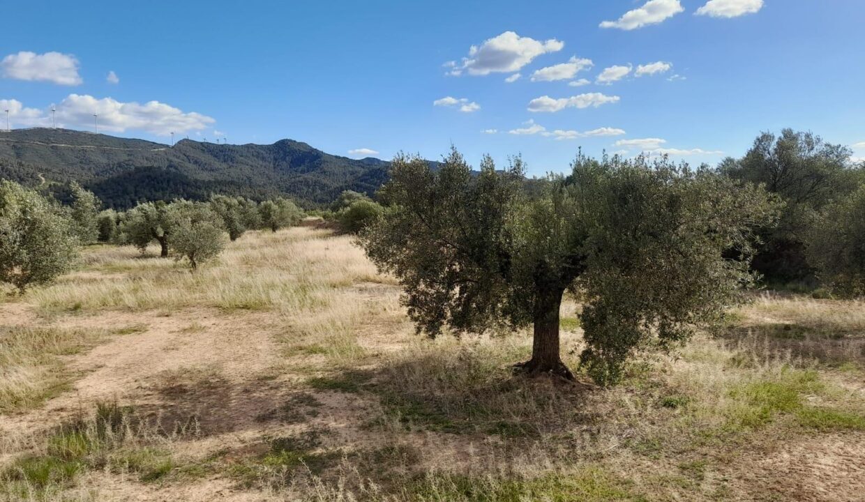 OCASION FINCA RUSTICA `LANTADA DE OLIVOS EN LA TORRE DE L´ESPANYOL_2